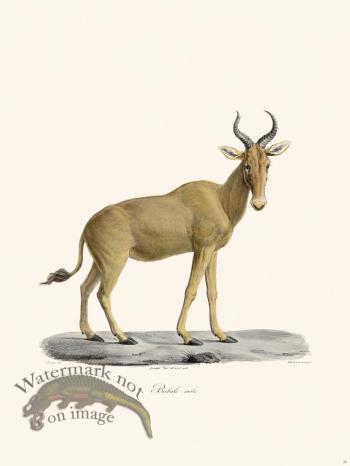 Cuvier 037 Male Bubale